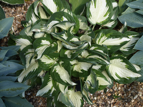 fire and ice hosta